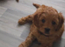 Cavapoo