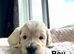 Gorgeous litter of cockapoos looking for a family