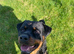 ️ Gorgeous Young Rottweiler Boom Looking for His Forever Home ️