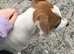Jack russel cross beagle