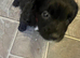 8 beautiful jackapoo puppies