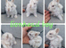 Lionhead babies for reserve