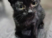 British Short Hair Kittens