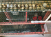 Jumbo quail eggs