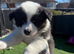 Border collie puppies