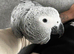 HandReared super tame grey