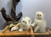 NOW ONLY 2 REMAINING , READY NOW STUNNING BLUE COLOURPOINT PERSIAN BOYS