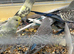 Baby Budgies - Available Now