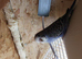 Lovely baby budgie for sale