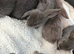 Mini lops 8 weeks old male & females