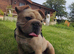 Female French bulldog