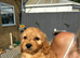 Gorgeous cockapoo pups