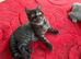 British and Scottish Fold kittens