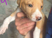 Saluki bull greyhound (lurcher) puppy’s