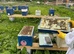 Honey bees nuc nucleus,bee colony,national hive,WBC, 14x12,langstroth,beehive,Flowhive, matted queen