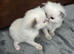 Gordious pure ragdoll kittens