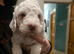 Four Beautiful F2 Cockapoo Puppies