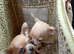 Chihuahua pups