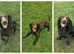 Dog walking in Morpeth