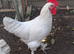 French Silver Lavender Marans Pair Cock and Hen Chicken