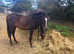 Beautiful show pony filly