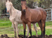 Denver aes reg 3 yr gelding