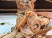 Red Monster &times; Lemon Bearded Dragons READY TO GO!