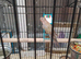 Boukes parrakeet wanted (male)