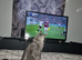 Maine coon female