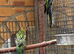 Gorgeous young Rosellas