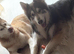 Husky mixed puppies from family home
