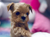 Teacup Doll Face Maltipoo Puppies