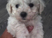 Bishon pedigree puppies
