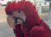 Greenwing macaw baby&rsquo;s - Ready now -
