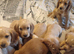 Selling puppies