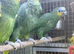 Blue fronted amazon