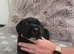 Cane Corso Pups