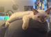 Ragdoll kitten