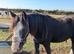 Stunning chunky 2 year old cob gelding