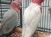 Hand Reared Stunning Baby Galah Cockatoos