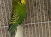 Budgie pair