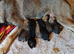 Adorable German Shepherd Puppies