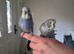 Baby budgies