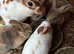 Mini Rex babies READY TO RESERVE NOW