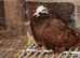 Mixed pigeons for sale healthy