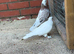 Kurdish pigeon