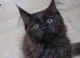 Maine coon cross ragdoll kittens