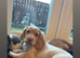 Cocker spaniels