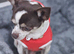 A loving Forever Home Wanted for Beautiful 2yr old Charlii