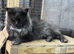 XL black,black smoke maine coon kittens